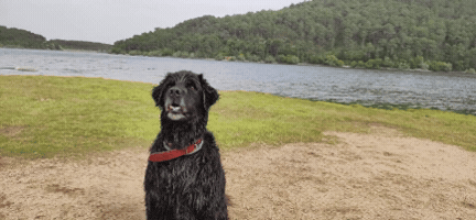 Perro GIF