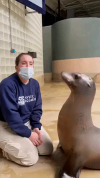 Trainer and Sea Lion Demonstrate 'Strong Bond' at Connecticut Aquarium