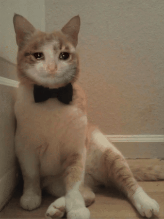 Cat GIF