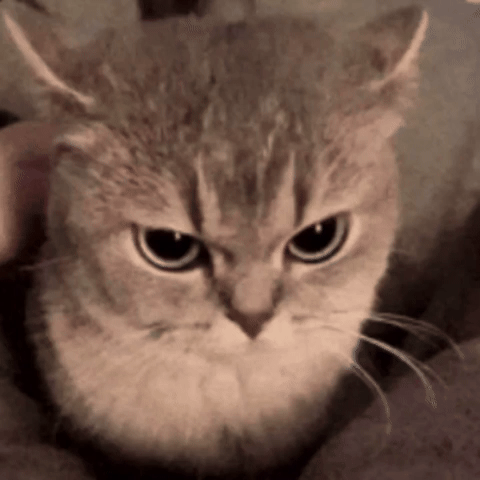 Cat GIF