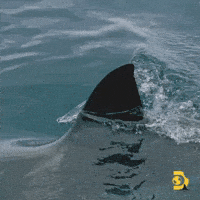 Great White Sharks GIF by Shark Week