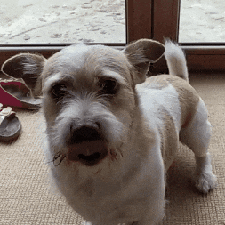 Tbryc GIF