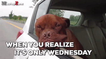 Hump Day Happy Wednesday GIF by Pet Qwerks
