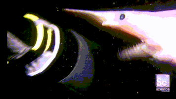 Goblin Sharks GIFs - Find & Share on GIPHY