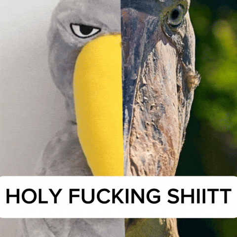 Shoebill GIF