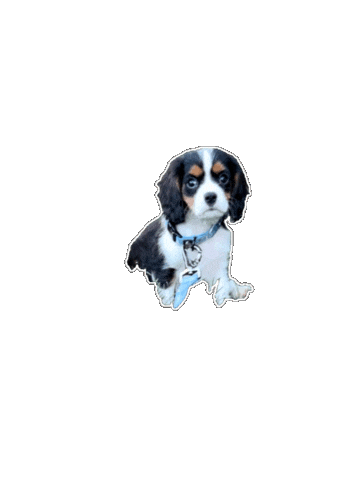 Cavalier King Charles Puppy Sticker