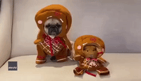 Owner Dresses Dog and Guinea Pig in Adorable Gingerbread Costumes