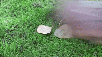 grace_ig  GIF