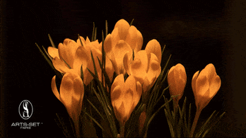 Flower Blossom GIF by Arts-Set