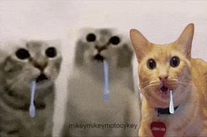 500 Miles Funny Cat GIF