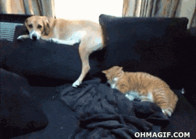 Cat Slaps GIFs - Find & Share on GIPHY