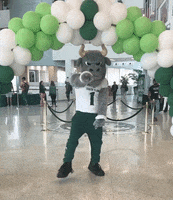 South Florida College GIF by University of South Florida