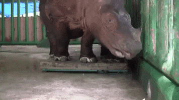 Baby GIF