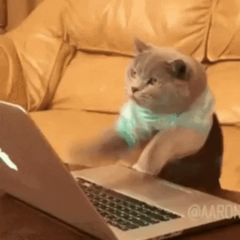 Work From Home Cat GIF by JustViral - Find & Share on GIPHY