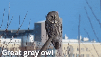 Nature GIF