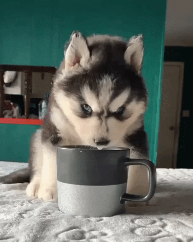 Dog Drinking GIF by JustViral.Net