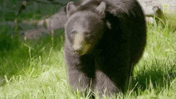 Nat Geo Yellowstone GIF by National Geographic Channel