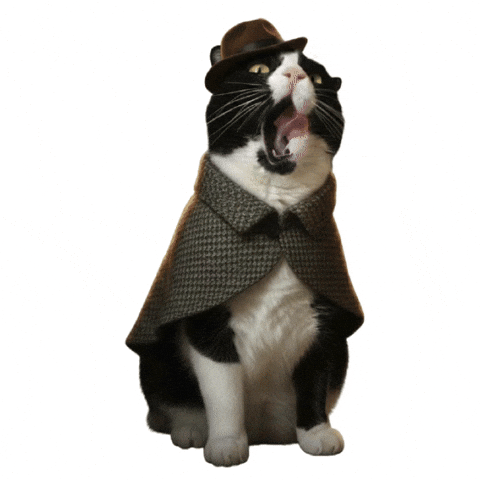 Sherlock Holmes Cat GIF