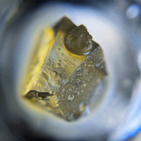 Dab Dope GIF by BEAR Labs