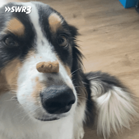 Hungry Dog GIF by SWR3