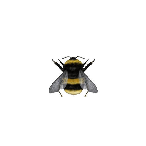 Bee Sticker