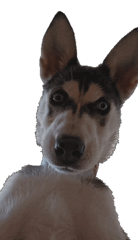 Siberian Husky Wtf Sticker