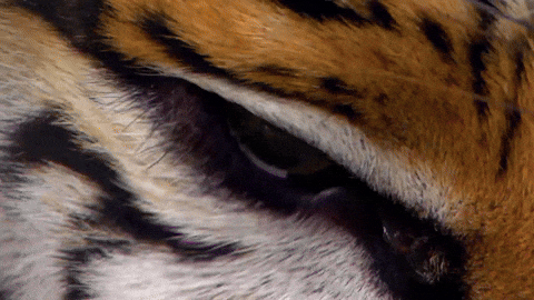 Eye Of The Tiger GIFs - Find & Share on GIPHY