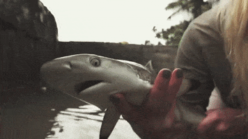 Black Tip Shark Gifs Get The Best Gif On Giphy