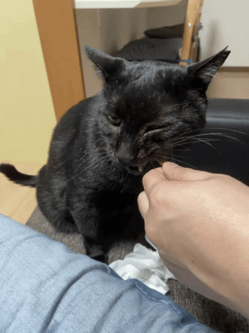 https://media4.giphy.com/media/H4mpwszeSUfgrcDlms/giphy.gif?cid=5e214886c4ee9eac850d22e8979f6ed325077a191ded6055&rid=giphy.gif&ct=g