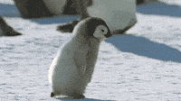 March Of The Penguins Baby GIF by HULU - Find & Share on GIPHY