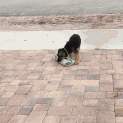 Puppy carrying newspaper up driveway.
