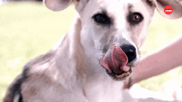 Peanut Butter Dog GIF by BuzzFeed