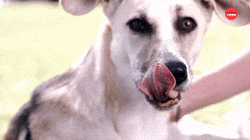 Peanut Butter Dog GIF by BuzzFeed