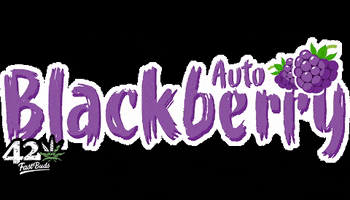 FastBuds blackberry fastbuds fast buds blackberry auto GIF