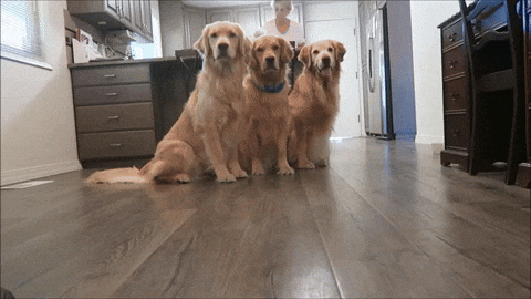 Three dogs GIFs - Find & Share on GIPHY