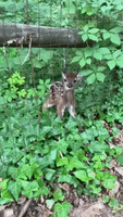 Adorable Fawn Released After Getting Stuck Behind Fence in Tennessee Yard