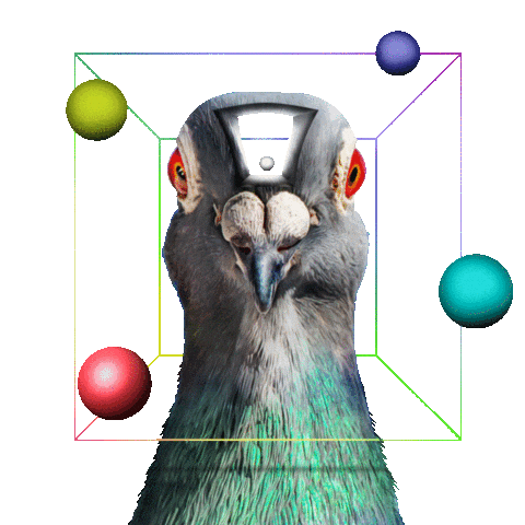 Pigeons Playing Ping Pong Sticker