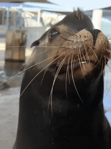 Sea Lion Smile GIF by Aquarium of the Pacific