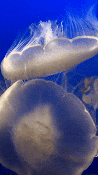 bioluminescent jellyfish gif