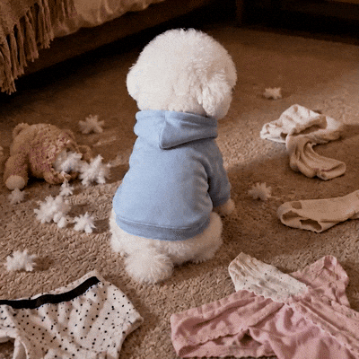 Sorry Dog GIF