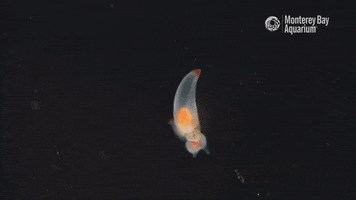 Angel Of Death Swimming GIF by Monterey Bay Aquarium