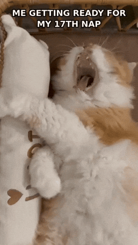 Reaction Gif GIF