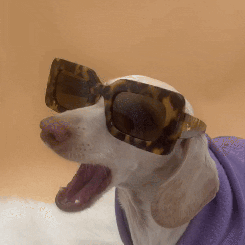 Wiener Dog Sunglasses GIF by beangoods