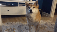Cheemsmeme GIF by Revicheems - Find & Share on GIPHY