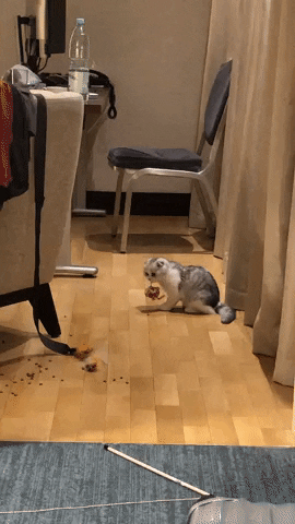 giphy.gif?cid=5e214886eced80f200e606243a90276b5a9216e5fcb805d9&rid=giphy.gif