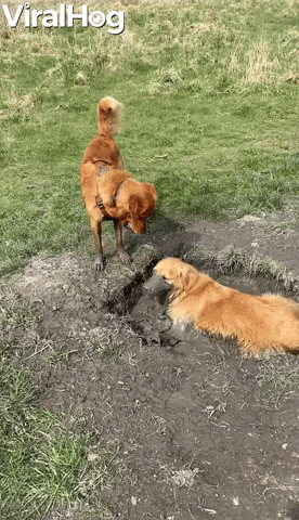 Video gif. Golden retriever joyfully crouches and scoots around in a gray mud puddle, which covers his legs, belly, and snout, then hops out and shakes his fur, as another dog stands by watching.