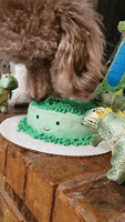 Birthday Cake Poodle GIF by Geekster Pets