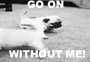 Go On Without Me Puppy GIF