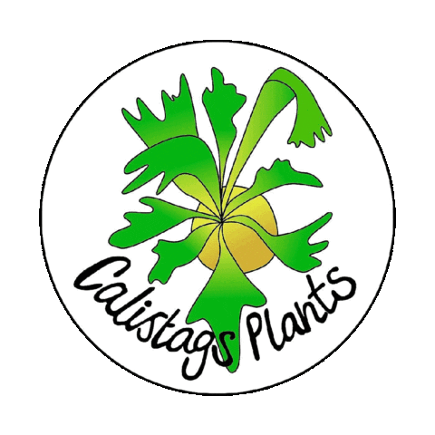 Plants Sticker by Mike Stretch