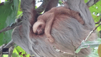 Mothers Day Sleeping GIF by Storyful